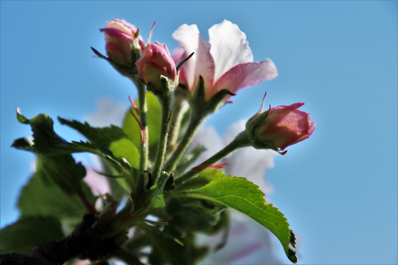 fragility, sepal, the delicacy, sprig, blue sky, red, springtime, shadows, the environment, the beauty of nature, selective focus, petal, summer, nature