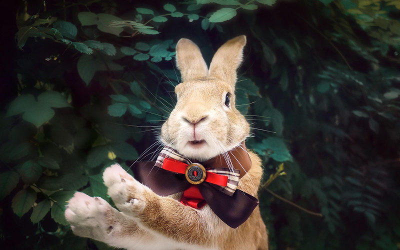 meadow, 1080P, meng, vigorously, sen, history vigorously, daileng, cute, history, rabbit, sen rabbit