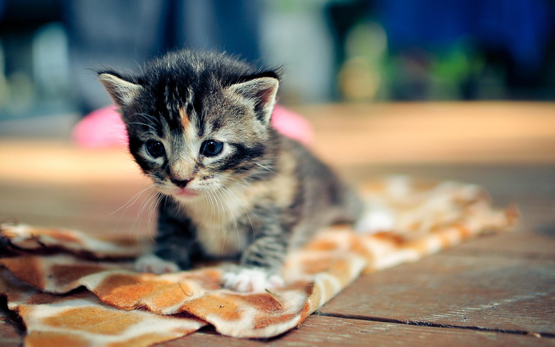 cute, stay, cats, 1080P, meng