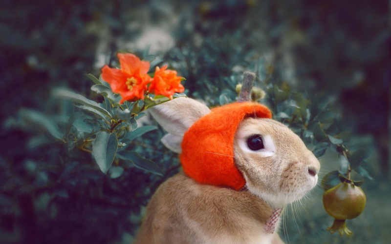 rabbit, history vigorously, orange, meadow, flowers, vigorously, cute, sen, fur, beige, meng, history, sen rabbit, white, daileng, headdress, 1080P