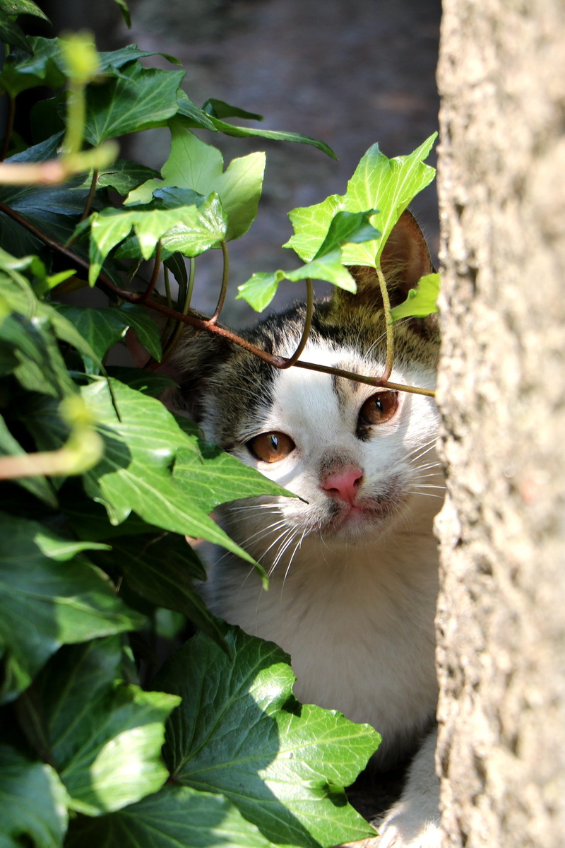 looking at camera, plant part, day, mammal, cat, 2K, nature, portrait, leaf, plant, small cat, no people, animal, domestic, meng chong, china, feline