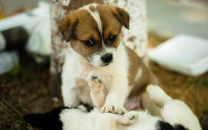 one animal, chihuahua - dog, puppy, dog, portrait, domestic, mammal, canine, play, 5K, Cute, small, no people, Dog, domestic animals, vertebrate, animal themes