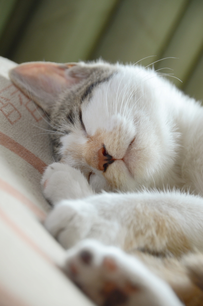 4K, one animal, relaxation, indoors, sleeping, pets, Animal, lazy, Be Quiet, close-up, domestic cat, Moe, resting, animal themes, meng chong, selective focus