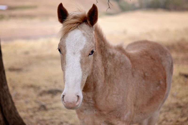 Horse, working animal, herbivorous, no people, mammal, one animal, animal body part, animal wildlife, nature, pasture, domestic, Animal, livestock, field