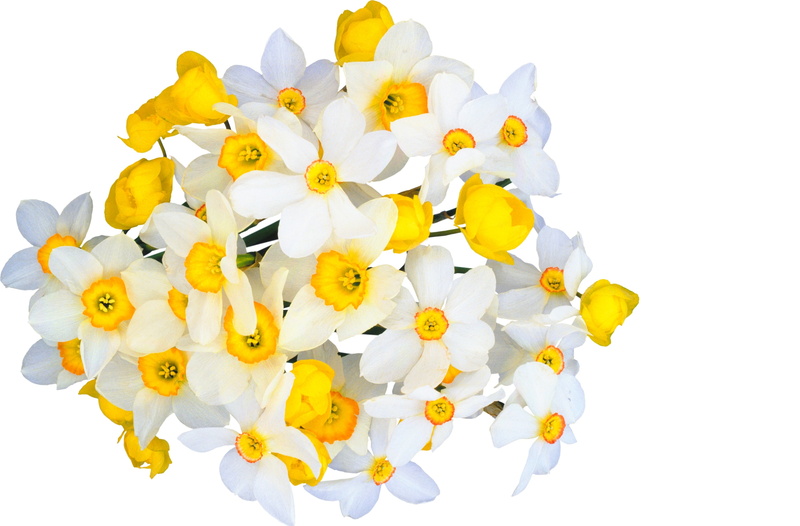 4K, beauty in nature, flower head, Narcissus, large group of objects, white color, inflorescence, no people, nature, petaled, white, tender spirit, bouquet
