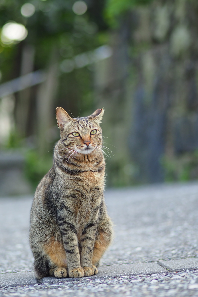 tabby, pets, ginger cat, sitting, domestic animals, day, 2K, looking, domestic, whisker, domestic cat, one animal, feline, animal themes, new taipei city