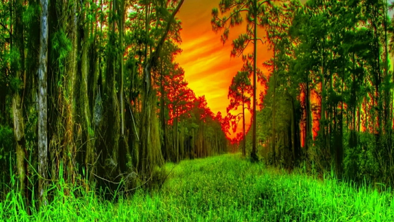 tranquility, grass, green, beauty in nature, non-urban scene, tree row, plant, row, 1080P, growth, tranquil scene, alley, tree alley, orange sky, pine tree