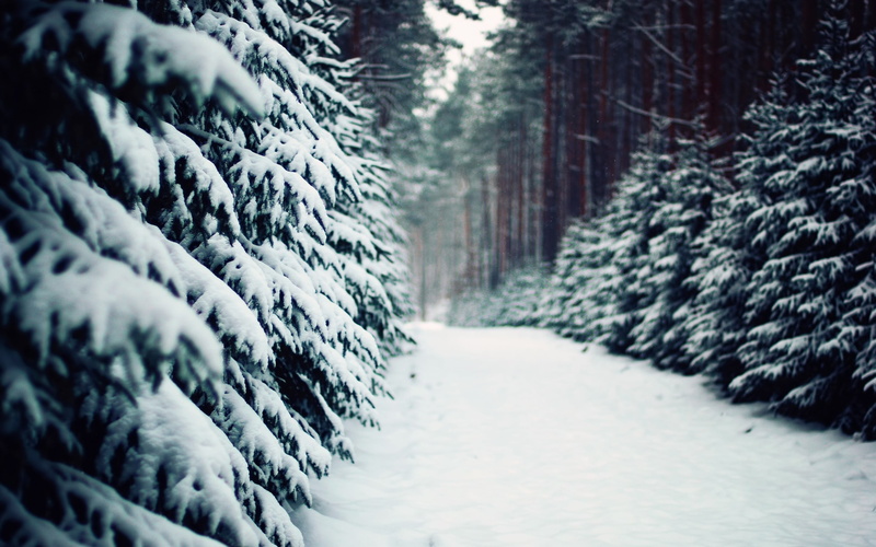 plant, nature, 2K, tree, in a row, no people, selective focus, land, outdoors, forest, day, winter, frozen, the way forward, leaf, wheel, green, tire