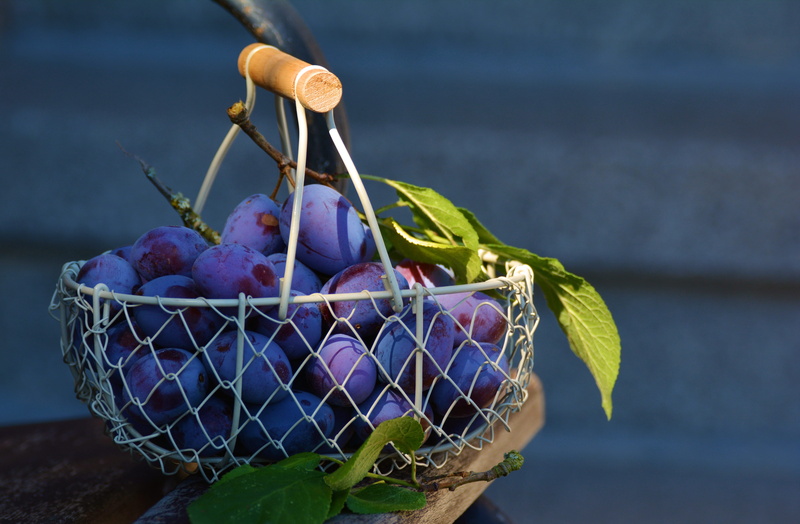 close-up, container, food and drink, fruit, day, no people, leaf, plums, plum, outdoors, focus on foreground, ripe, freshness, leaves, 5K, healthy eating