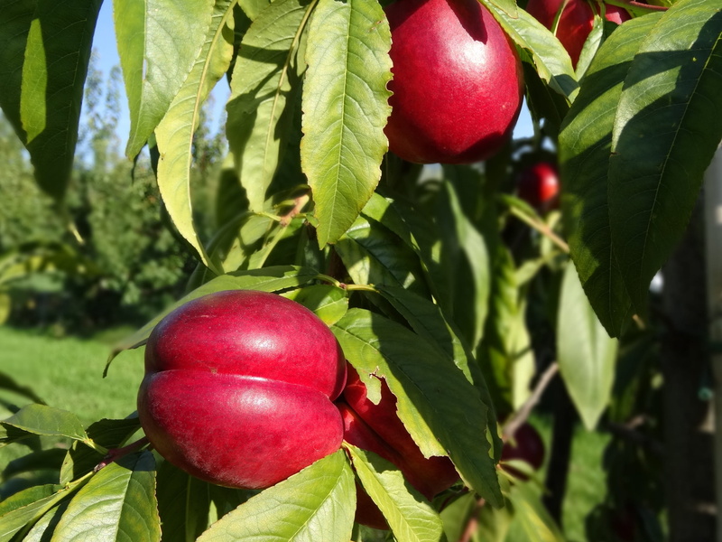 close-up, green color, red, plums, plum tree, tree, healthy eating, food and drink, 2K, leaf, organic, wellbeing, food, growth, freshness, nature, day