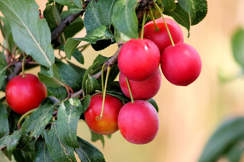 plant part, vegetable, red, plums, close-up, ripe, growth, tree, fruit, focus on foreground, plant, freshness, food, nature, cherry plum, fruits, green color