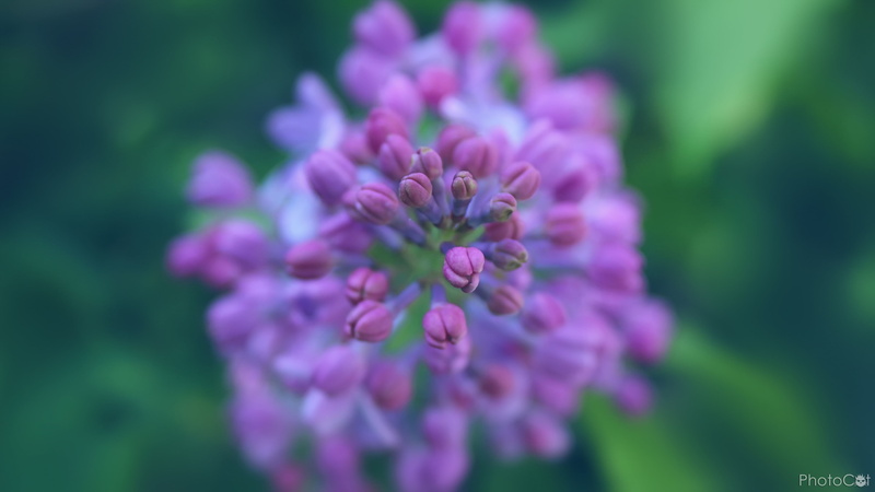 plants, focus on foreground, springtime, inflorescence, 4K, selective focus, flowers, photography, fragility, day, freshness, pink color, focus, vulnerability