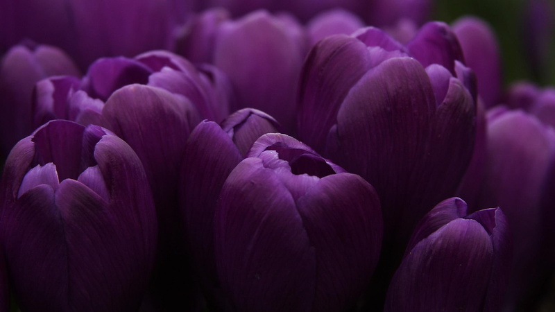 1080P, tulips, flowers, lilac, nature