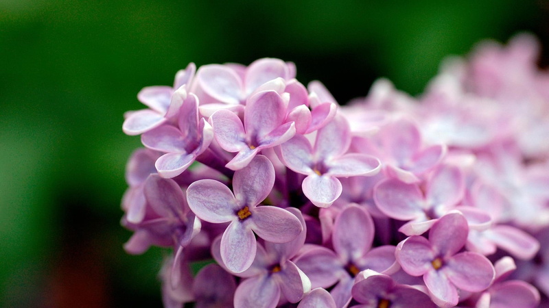 nature, violet, lilac, flowers, nature and landscapes, 1080P