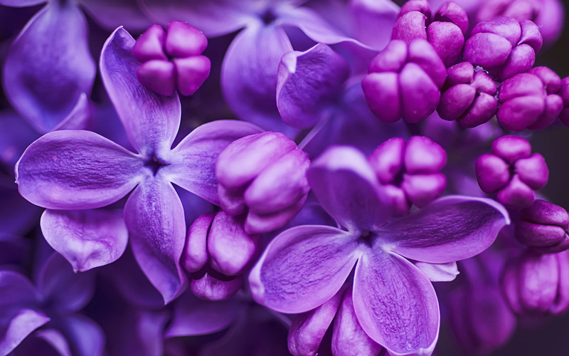 ups, 1080P, purple, lilac, color, flowers, backgrounds, desktop, close