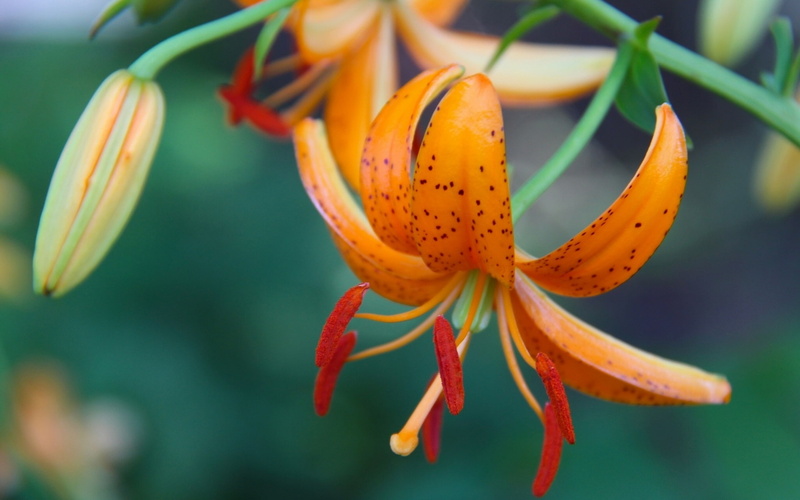 Petals, 1080P, Lily, Bud, Orange, Macro, Photography