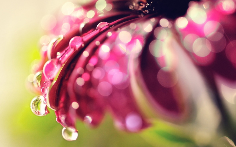 Bokeh, Droplets, 2K, Lily, Purple