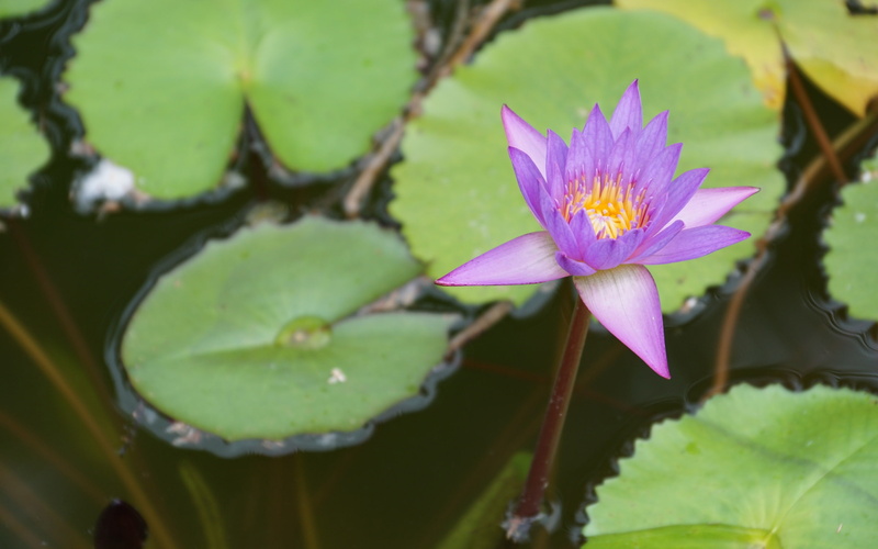 Pond, close, 2K, flower, Lily, Water, Purple