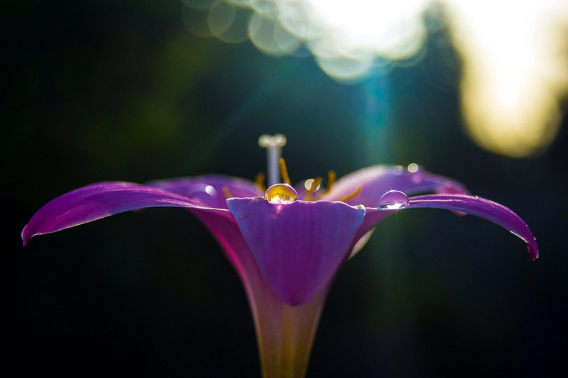 nature, nature and landscapes, lily, purple, light, 1080P, flower