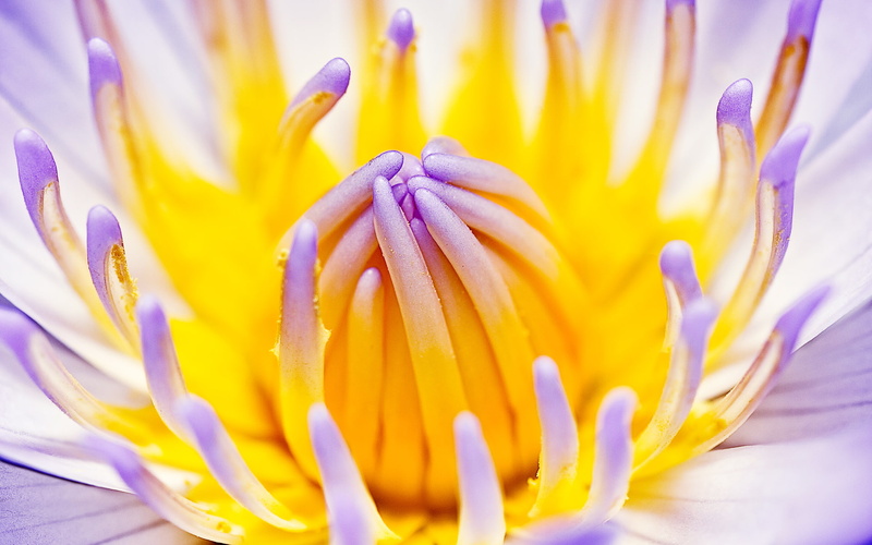 lily, hd, water, purple, flowers, 1080P