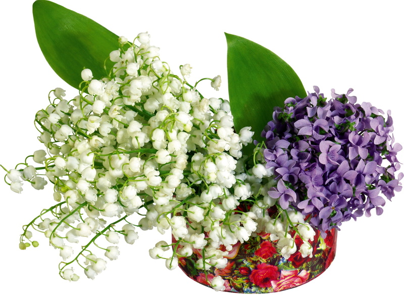 plant part, leaf, lily, lilys of the valley, backgrounds, flowers, lilac, gift, white, green Color, white background, blossom, vulnerability, summer, decoration