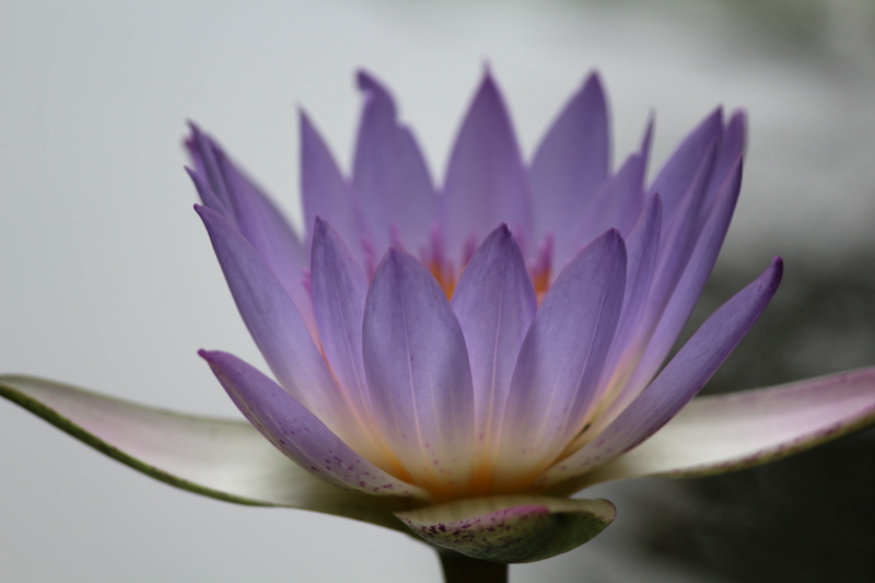 beauty in nature, flower head, lotus water lily, inflorescence, flower, vulnerability, fragility, purple, water lily, plant, flowers, freshness, nature