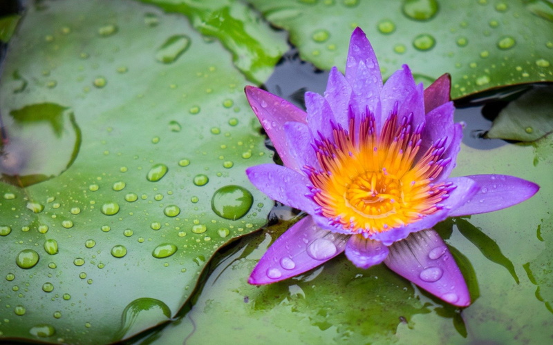 rainy season, yellow, flower head, wet, purity, rims, purple, nature, widescreen, pond, hd, petal, vulnerability, windows, plant, 4K, rain