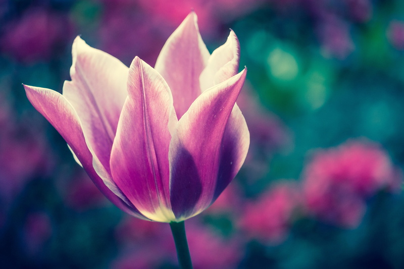 springtime, vulnerability, water, beauty In Nature, freshness, fragility, selective, focus, growth, botany, single Flower, flower Head, blossom, nature