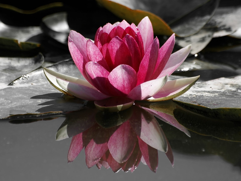 tropical Climate, reflection, backgrounds, pink, leaves, plant part, plant, lake, water Lily, flower, aquatic, yellow, botany, beauty In Nature, multi Colored
