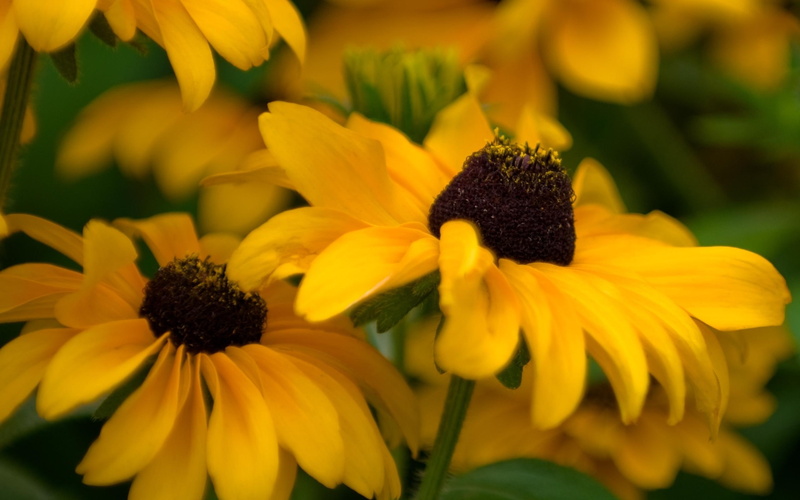nature, yellow, nice, 2K, flowers, colour, 3d and abstract