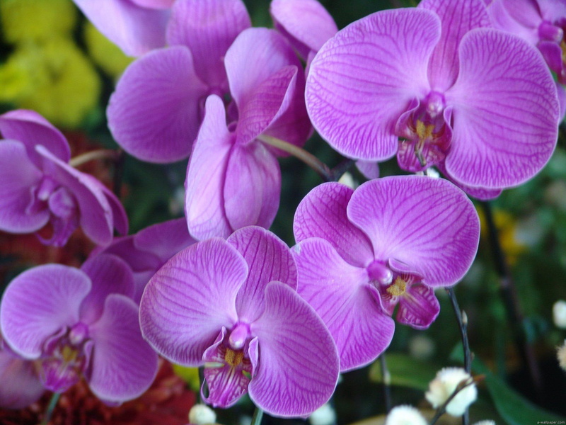 pink, orchid, 1080P, 3d and abstract, pretties, flowers, nature