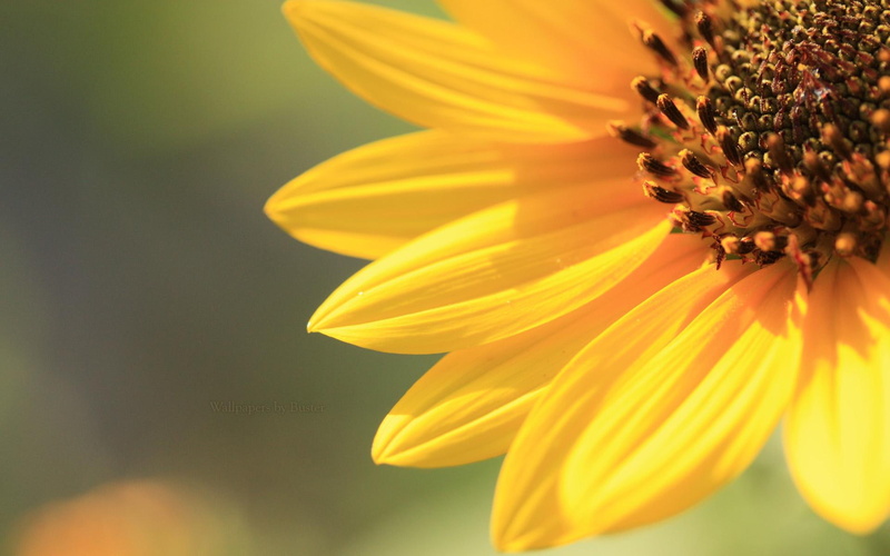 sun, nice, nature, colours, flower, 1080P, 3d and abstract, flowers
