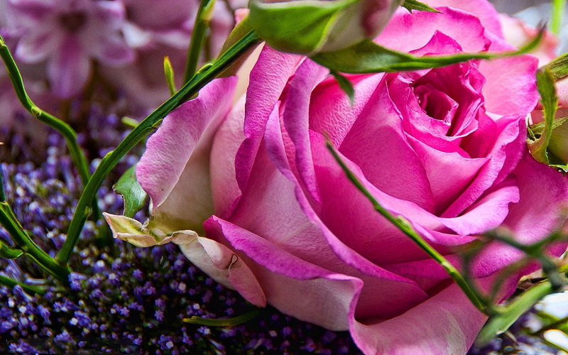 1080P, 3d and abstract, friendship, caring, loving, lasting, flower, beauty, rose, blessing