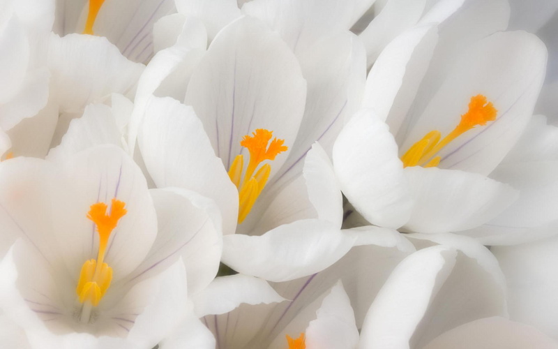white, 3d and abstract, flowers, pretty, pure, 1080P