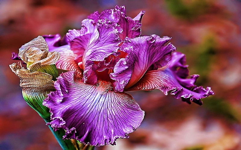 purple, flower, beauty, lasting, 1080P, blessing, petaled, friendship, caring, loving, 3d and abstract