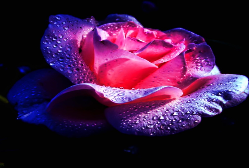 beauty, flower, 1080P, caring, rose, loving, friendship, lasting, blessing, 3d and abstract