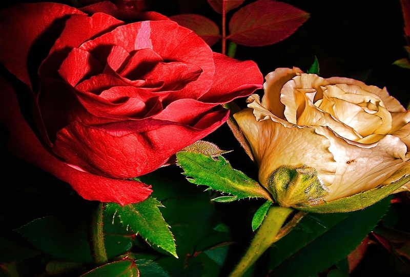 caring, flowers, 3d and abstract, lasting, blessing, friendship, roses, flower, rose, red, beauty, 1080P, loving, white