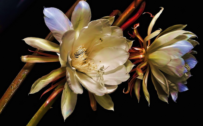 loving, beauty, blessing, friendship, 3d and abstract, caring, lasting, flower, 1080P