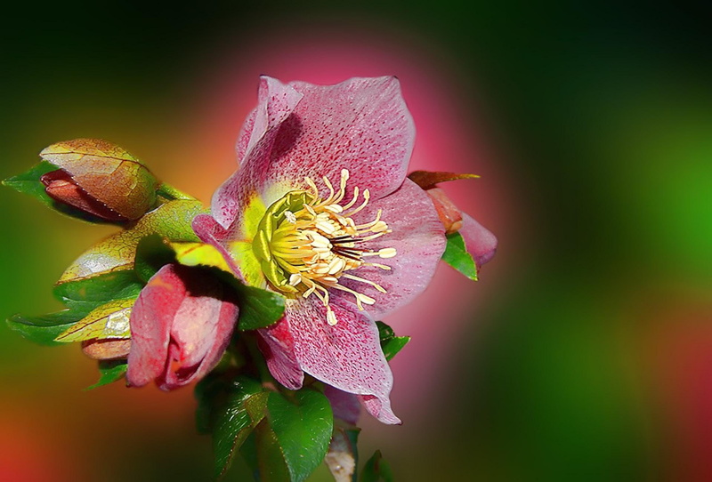 flower, caring, beauty, lasting, 1080P, loving, 3d and abstract, blessing, friendship