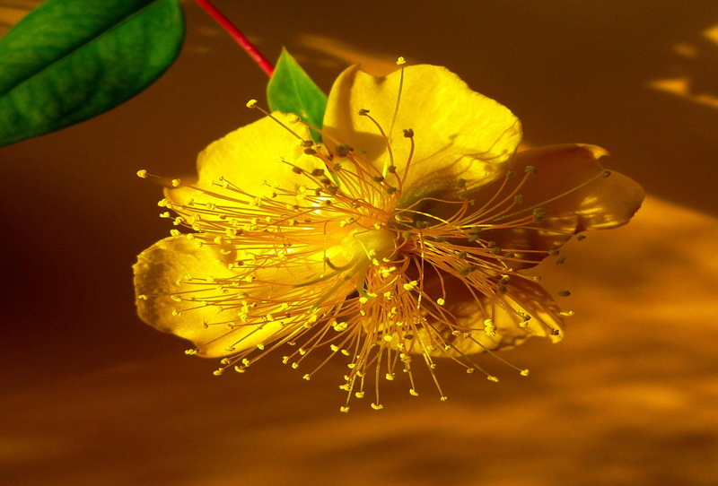 caring, friendship, 1080P, loving, blessing, flower, lasting, 3d and abstract, beauty