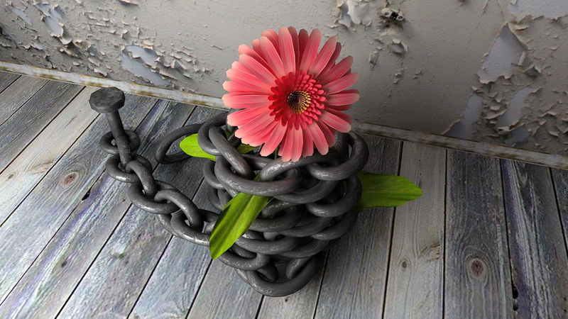 1080P, pretty, beautiful, flowers, wall, beauty, gerbera, nice, lovely, street, chains, 3d and abstract