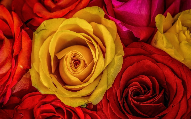 beauty in nature, freshness, valentines day - holiday, fragility, no people, softness, yellow, flowering plant, backgrounds, rose - flower, bouquet, vulnerability