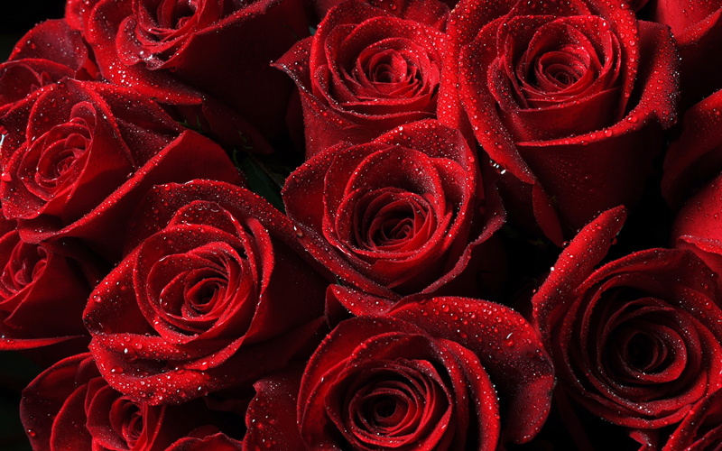 abundance, nature, fragility, plant, vulnerability, flower arrangement, beauty in nature, full frame, no people, rose - flower, rose, softness, flowering plant