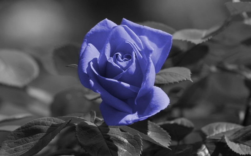 backgrounds, vulnerability, green Color, close-up, fragility, 720P, blue, inflorescence, petal, plant, springtime, freshness, rose - flower, macro, beauty In Nature
