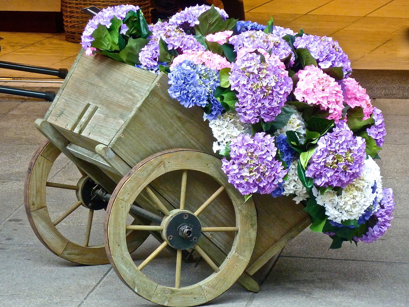 blossoms, flowers, plant, wagon, cart, fragility, beauty in nature, vulnerability, pink, flower pot, wood - material, wagon wheel, 2K, architecture, inside