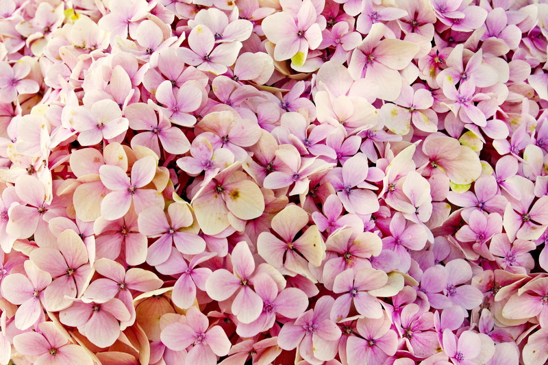 texture, hydrangea flower, flowerbed, tender, pink color, hydrangea, high angle view, flower, pink, close-up, petal, large group of objects, fragility