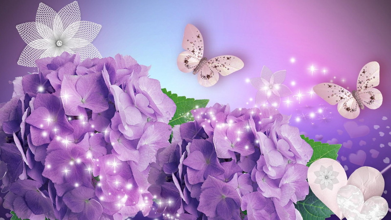 1080P, sparkles, stars, hydrangea, season, hearts, puple, pink, orchid, nature and, spring, lavender, summer, flowers