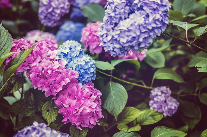 leaf, beauty in nature, hydrangea, growth, petal, purple, 5K, close-up, no people, freshness, flowering plant, flower head, plant part, pink color, day