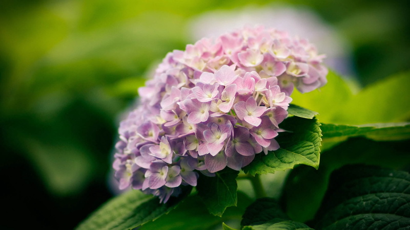 flower, purple, growth, pink color, outdoors, flowering plant, pink, flower head, petal, day, freshness, petals, lilac, inflorescence, vulnerability, no people