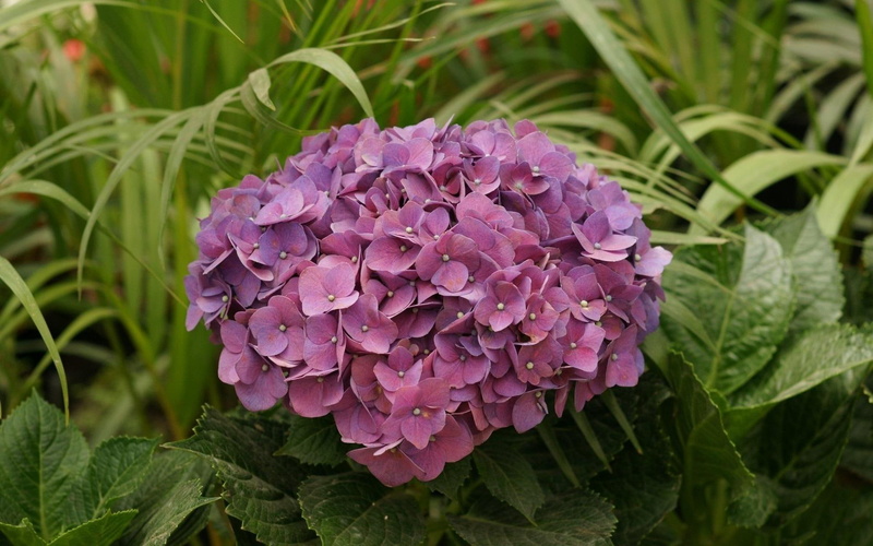 1080P, pink, hydrangea, flowers, nature and landscapes, flower, nature